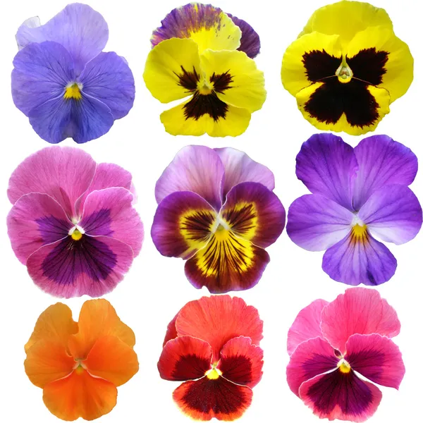 Pansies no fundo branco — Fotografia de Stock