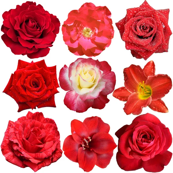 Red Flowers Isolated on White — Stock Photo, Image