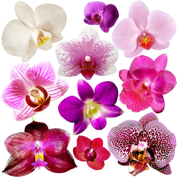 Sammlung von Orchideenblume isoliert auf weiß — Stockfoto