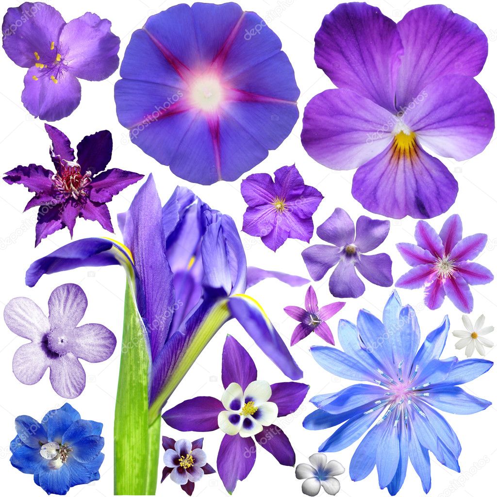 Big Set of Colorful Flowers Isolated on White Background