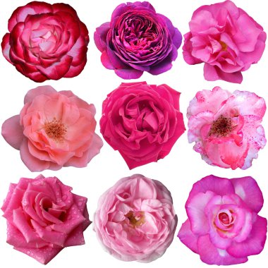 9 pembe güller kümesi