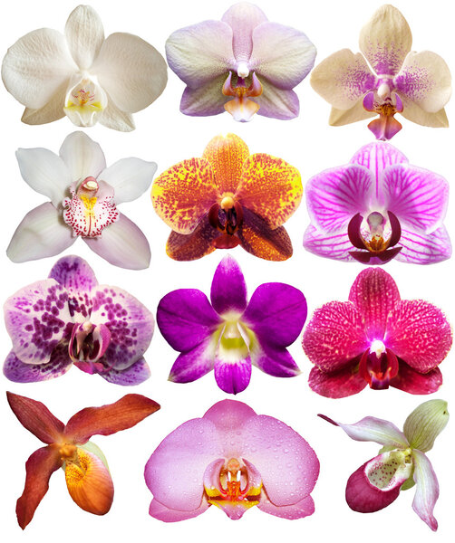 set orchid