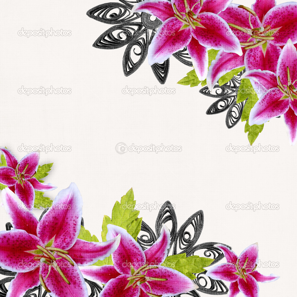 Pink bridal lilies border on white background