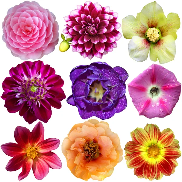 Colorful Flowers Isolated on White Background — Stock Photo, Image