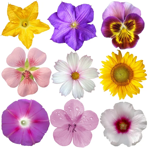 Set of flowers — Stock Photo, Image