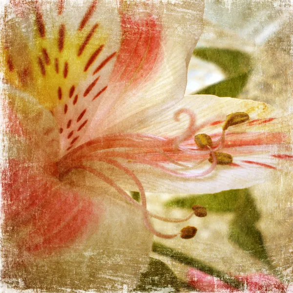 Old grunge background with white-pink lily — Stock Photo, Image