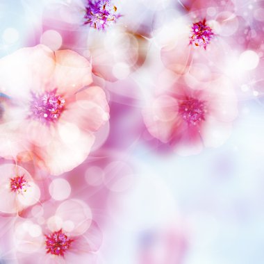 pembe güller ve bokeh