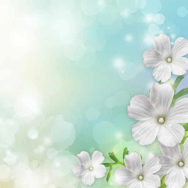 Spring Blossom bakgrund — Stockfoto