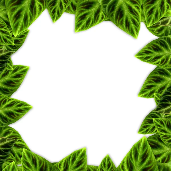 Marco de hojas verdes sobre fondo blanco —  Fotos de Stock