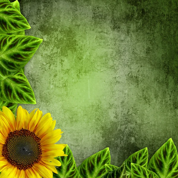 Zielone liście rama ans słoneczniki na tle tło zielony — Zdjęcie stockowe