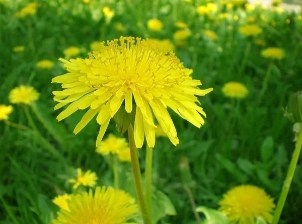 Жовті квіти кульбаби з листям у зеленій траві — стокове фото