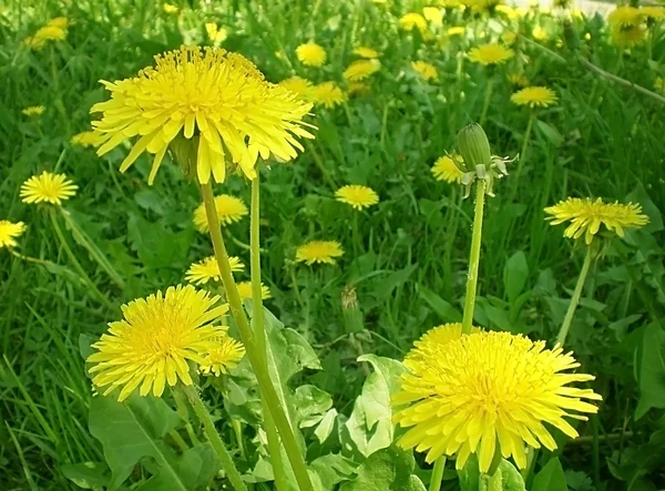 노란 민들레 꽃 — 스톡 사진