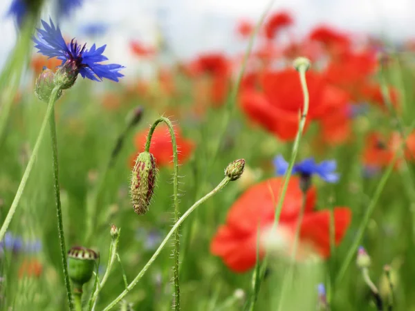 Red poppies on green field — Stock Photo, Image