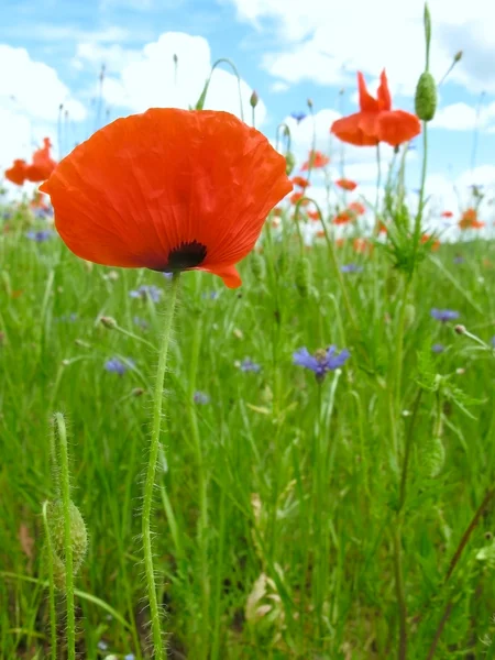 Rode papaver op groen veld — Stockfoto