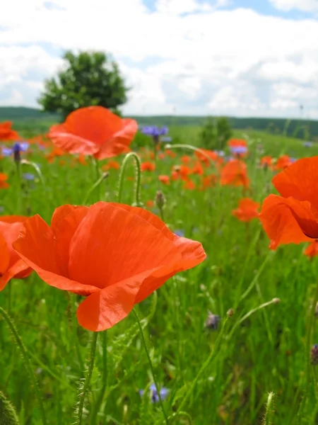 Red poppies on green field — Stock Photo, Image