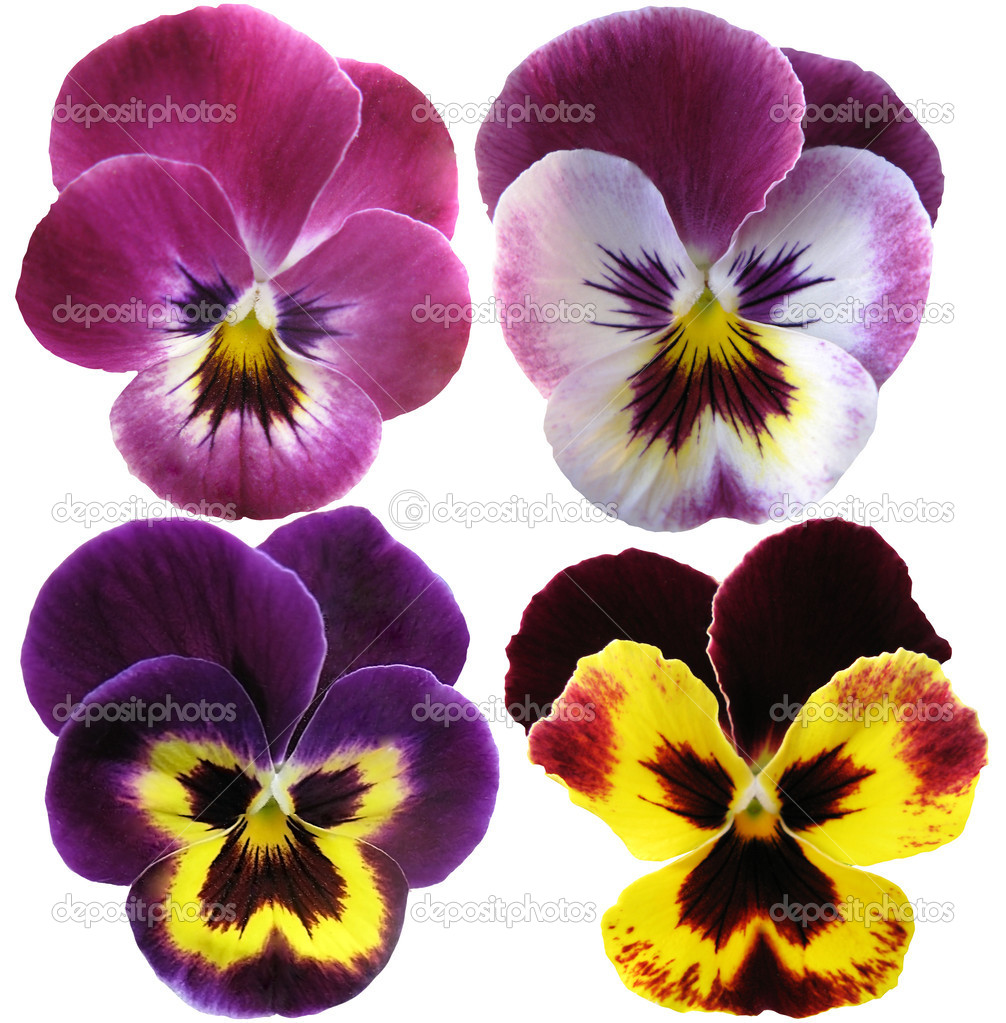 Pansies flowers on White background