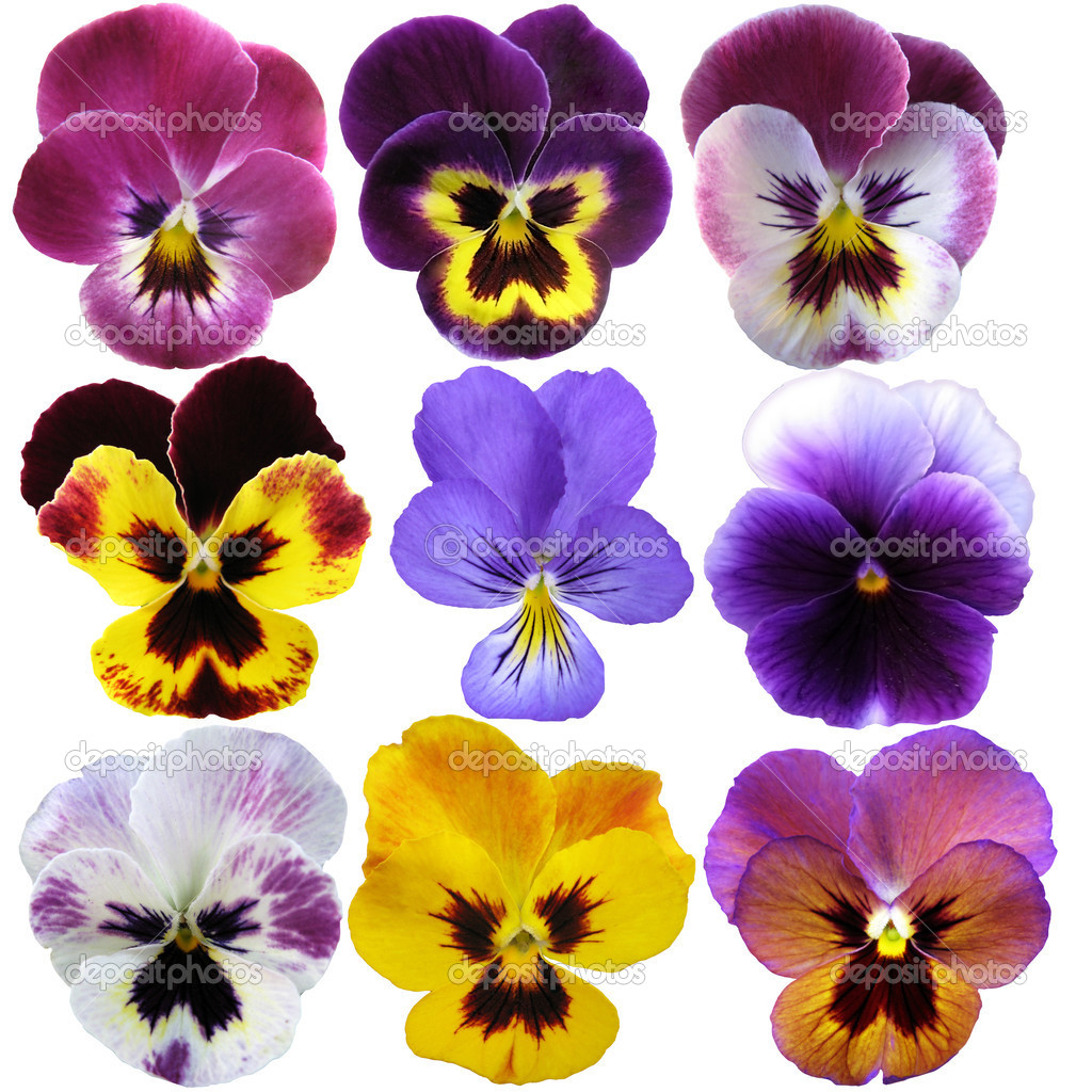 9 Pansies on White background