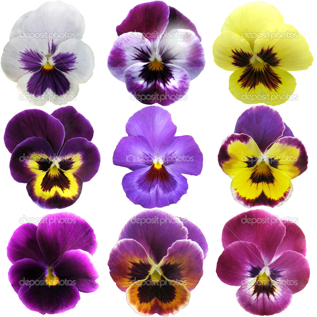 Pansies on White background