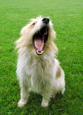 yeşil çayır köpeği