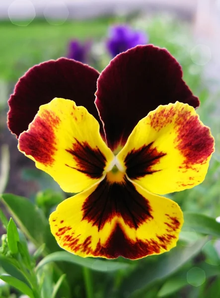 Pansy flor — Fotografia de Stock