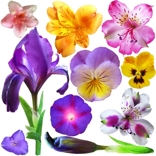 Набор ботанических весенних цветов — стоковое фото