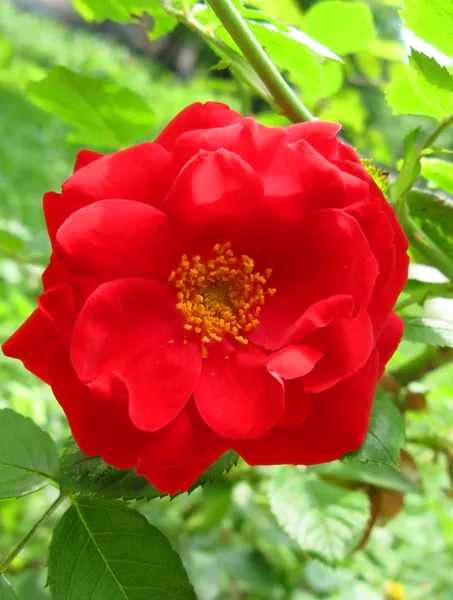Red Rose på Branch in the Garden – stockfoto