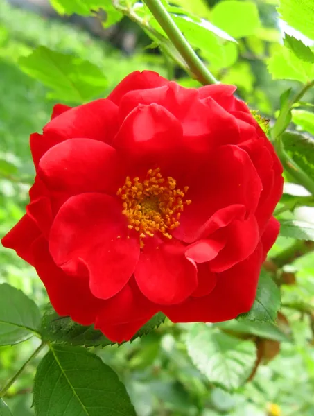 Rosa roja en la rama en el jardín — Foto de Stock