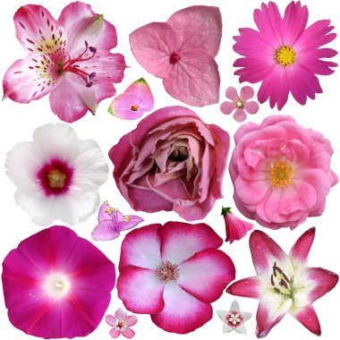 pembe çiçekler üzerinde beyaz izole kümesi