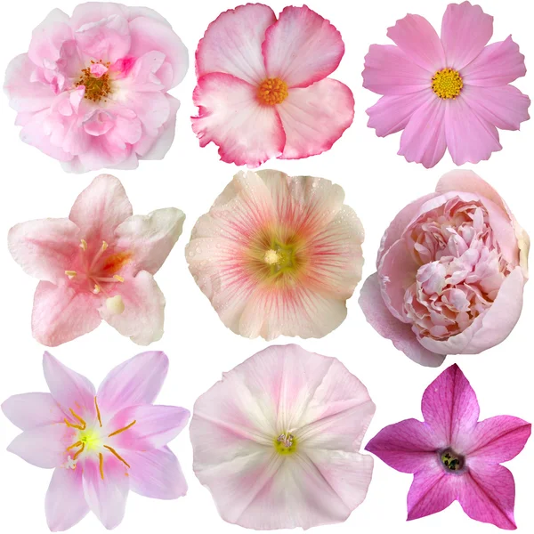 Verzameling van geïsoleerde op wit-roze bloemen — Stockfoto