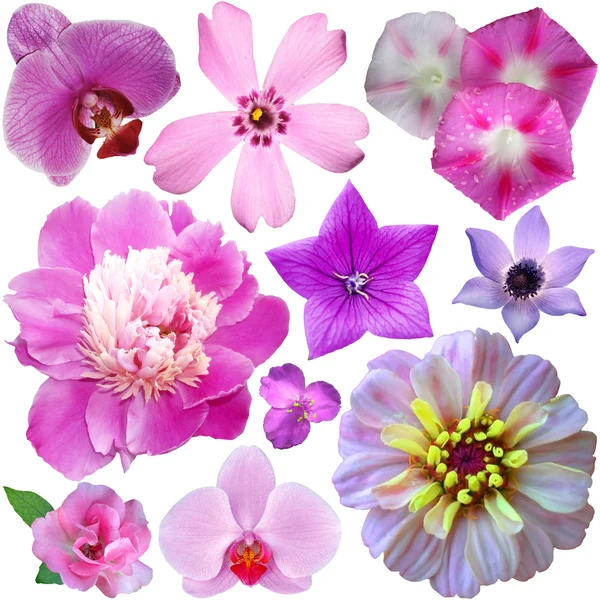 Set of flowers on a white background — Stock Photo, Image