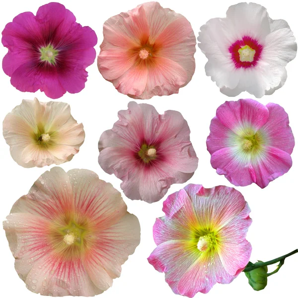 Set of mallow flowers on white background — Stock Photo, Image