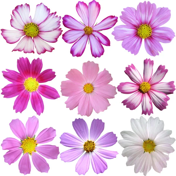 A set of 9 summer cosmos flowers — Stock Photo, Image