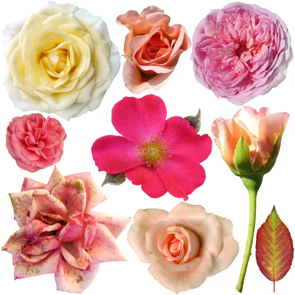 La rosa fiorisce — Foto Stock