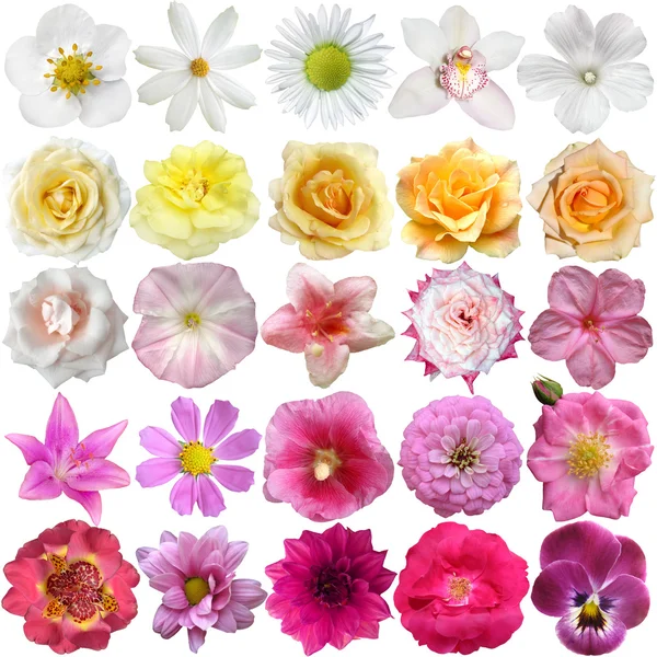 Stort urval av olika blommor isolerad på vit bakgrund — Stockfoto