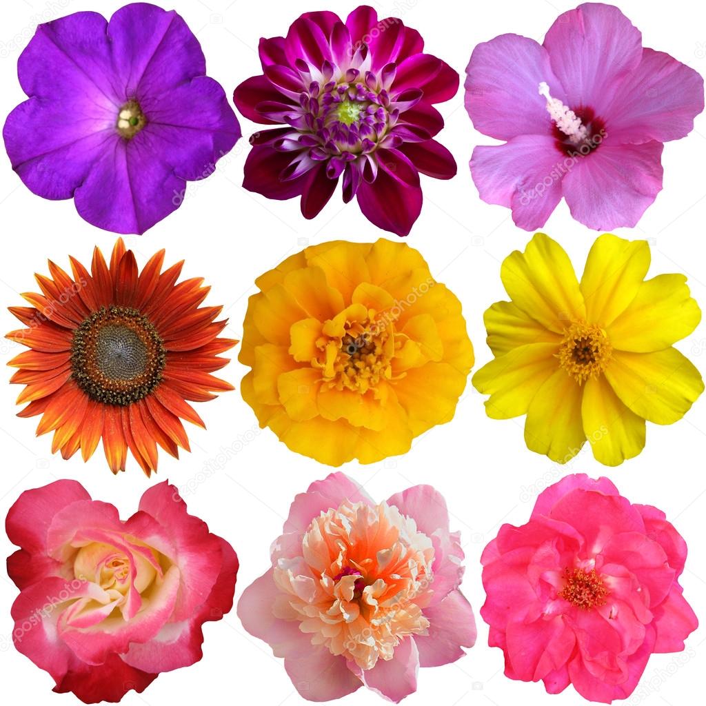 Collection of Flower heads isolated on white background