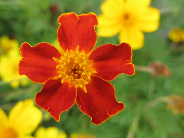 Marigold flower closeup on a green leaf — Stock Photo, Image