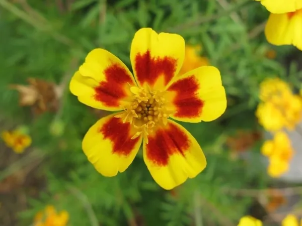 緑の葉の上のマリーゴールドの花のクローズ アップ — ストック写真