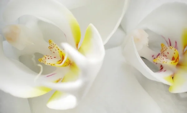 Extreme close-up of white orchid — Stock Photo, Image