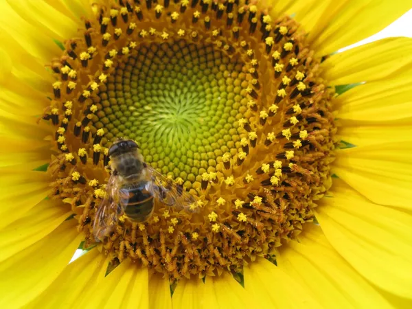 Arı ayçiçeği üzerinde kapat — Stok fotoğraf
