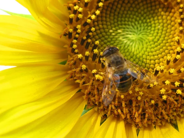 Closeup Sunflower with bee — Stock Photo, Image