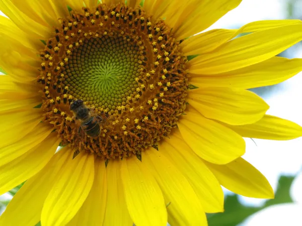 Primer plano Girasol con abeja —  Fotos de Stock