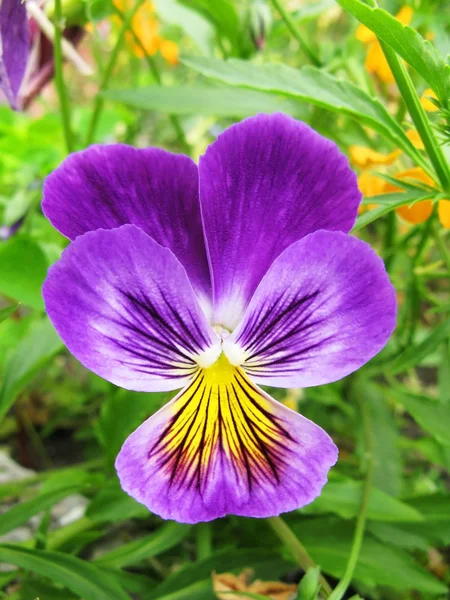 Pansy flower — Stock Photo, Image