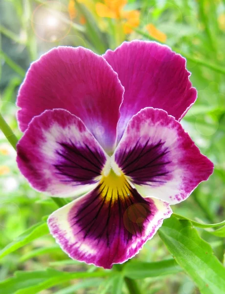 Flower pansies close up — Stock Photo, Image