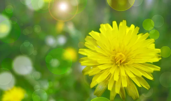 密切起来的蒲公英花背景绿色草-夏天 — 图库照片
