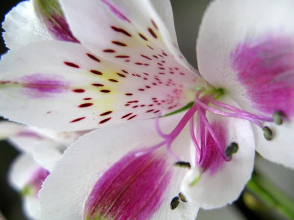 Lirio peruano - Alstroemeria ligtu hybrid —  Fotos de Stock