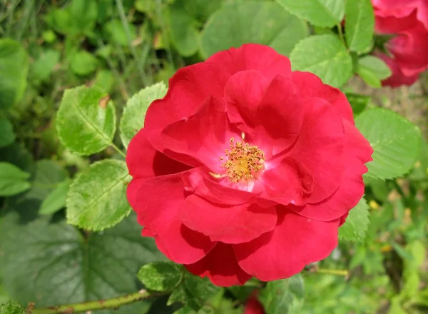 Dzika róża czerwona — Zdjęcie stockowe