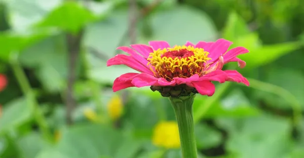 粉红色的百日草花在上面的特写 — 图库照片