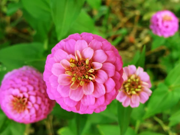 Nahaufnahme einer rosafarbenen Zinnia-Blume an der Spitze — Stockfoto
