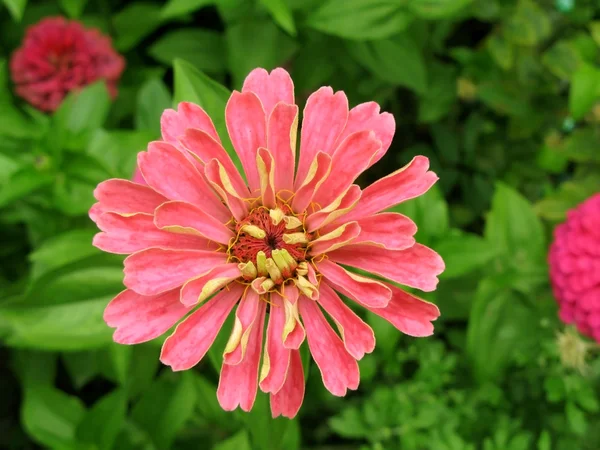 Primer plano de flor de zinnia rosa en la parte superior —  Fotos de Stock