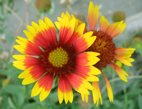 Röd och gul blomma — Stockfoto